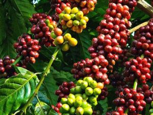 Thị trường cà phê Việt Nam phát triểnnhư thế nào?